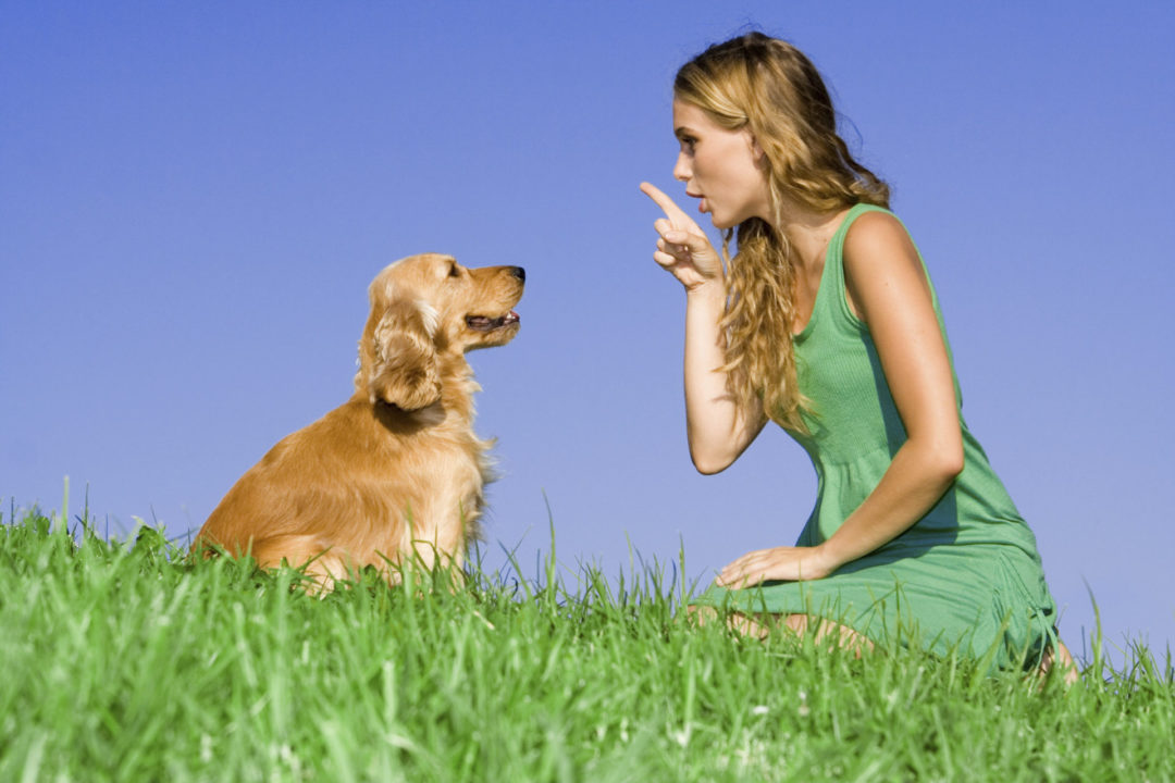 Dog Obedience Training