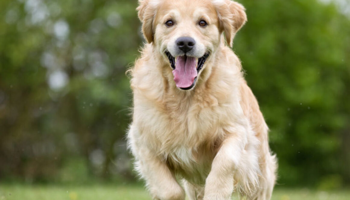 How to Train Your Dog to Come