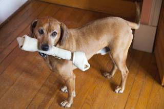 rawhide-for-dogs