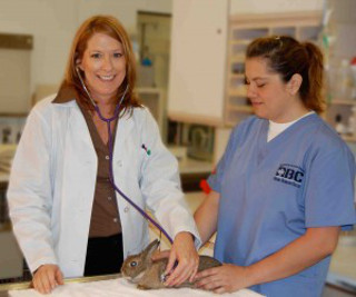 Female vet assistant quiets a rabbit for the veterinarian.jpg