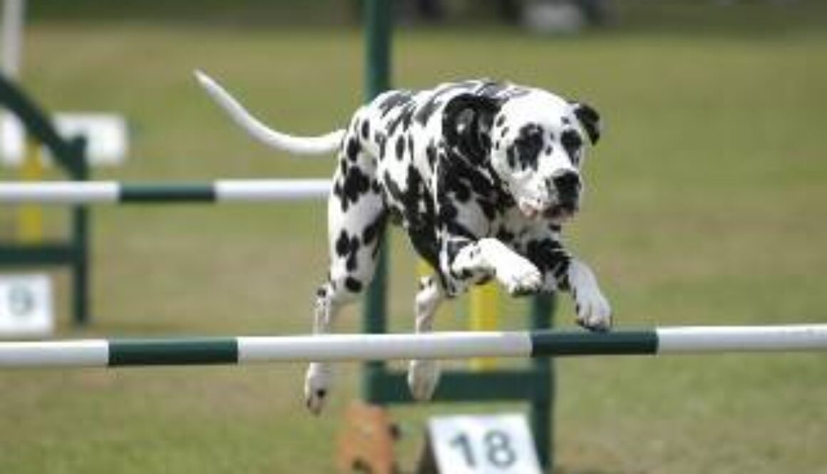 dog-jumping