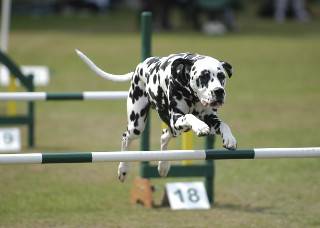 dog-jumping