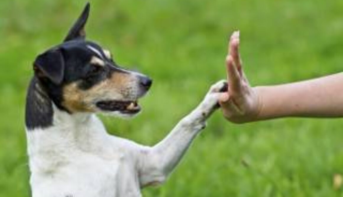 how-to-teach-your-dog-to-shake