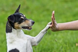 how-to-teach-your-dog-to-shake