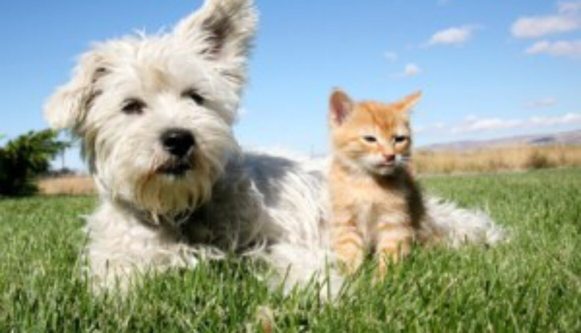 introducing-a-new-dog-to-resident-pet