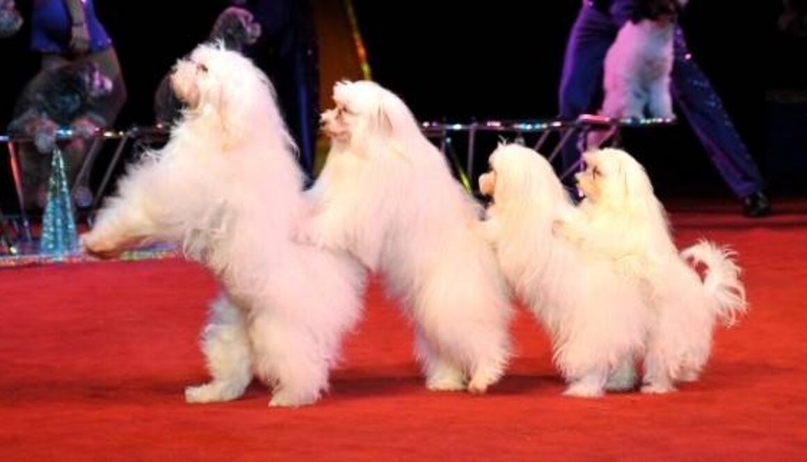 olate-dogs