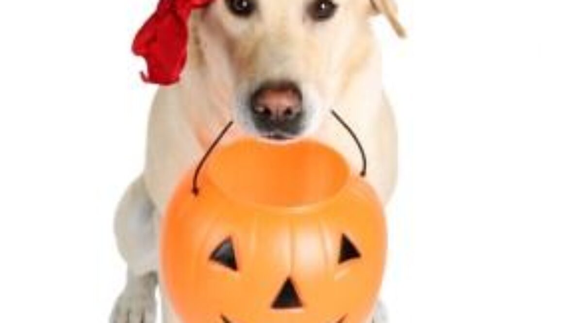 halloween-dog