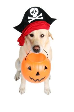 halloween-dog