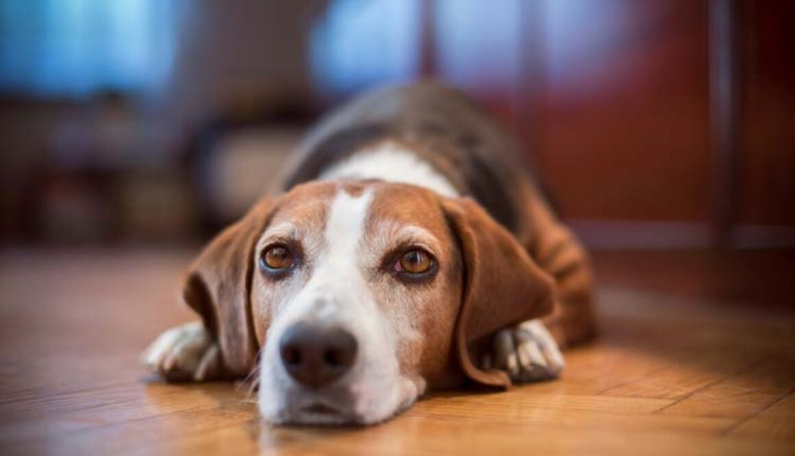 Introducing a New Dog to a Resident Dog