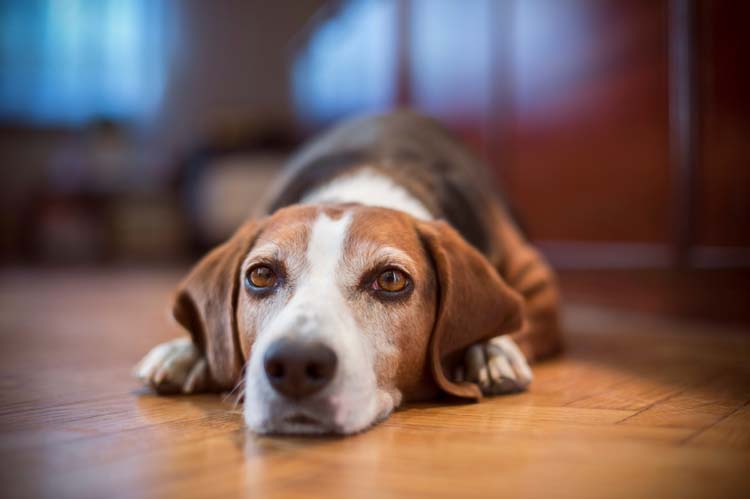 Introducing a New Dog to a Resident Dog