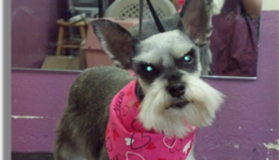 ABC Grooming Instruction Program Canadian Student of the Month