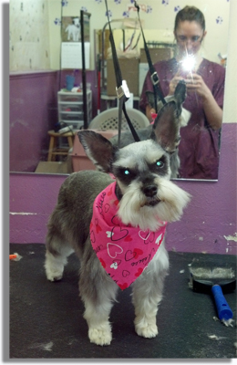 ABC Grooming Instruction Program Canadian Student of the Month