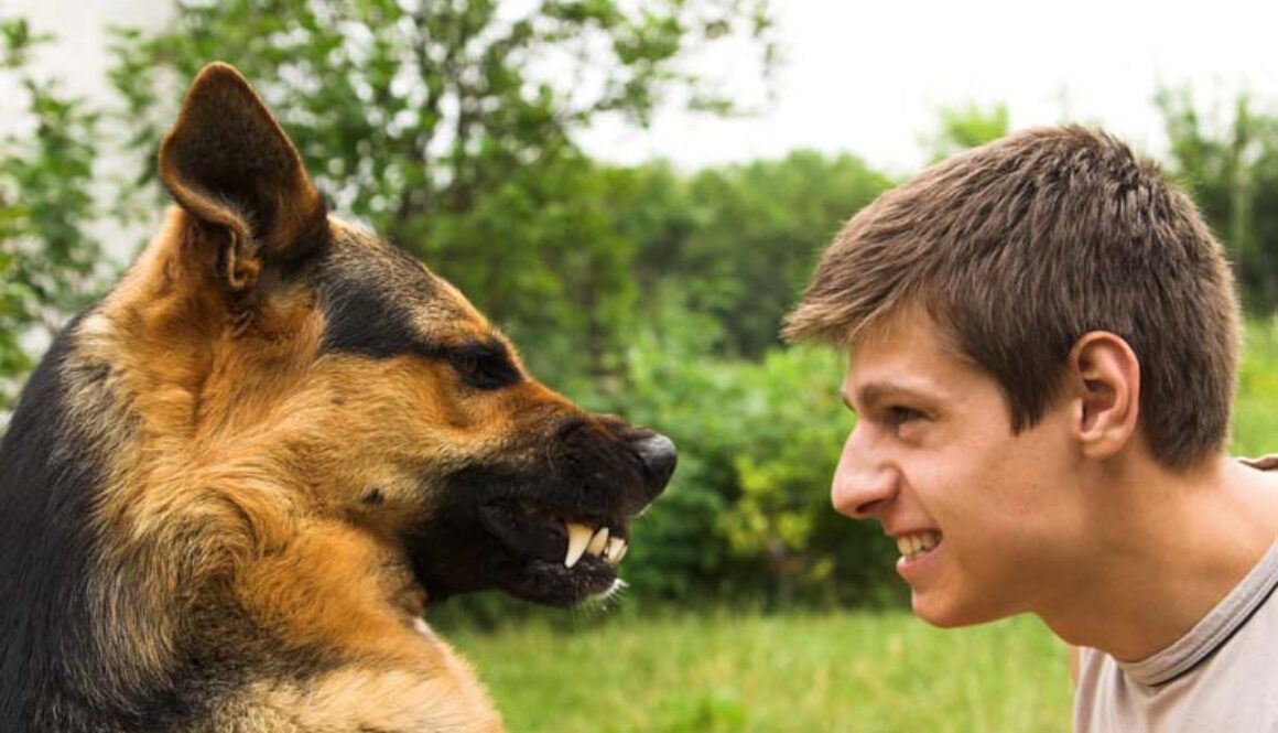 7 Tips for Dog Behavior Problems