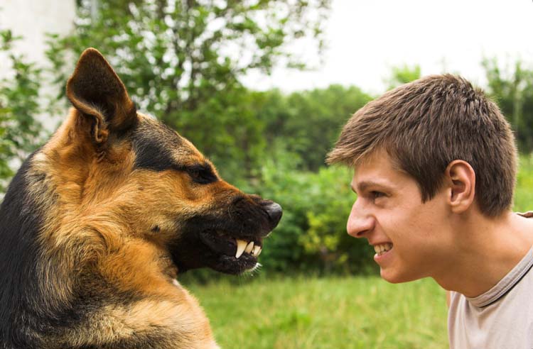7 Tips for Dog Behavior Problems