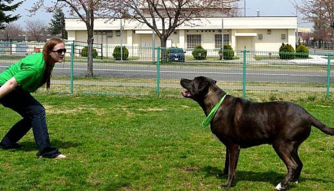 Dog Training as a Mobile Skill