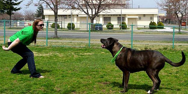 Dog Training as a Mobile Skill