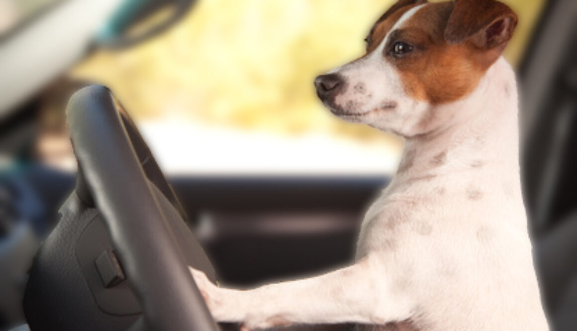 Jack Russell Terrier Dog Enjoying a Car Ride.