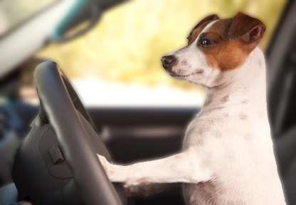 Jack Russell Terrier Dog Enjoying a Car Ride.