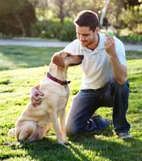 Dog-Training-Cues