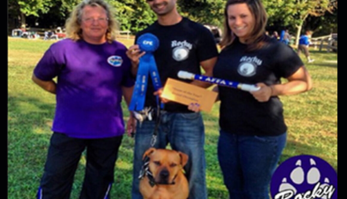 pit-bull-agility-champion