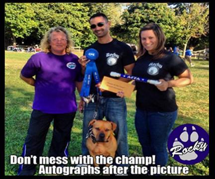 pit-bull-agility-champion