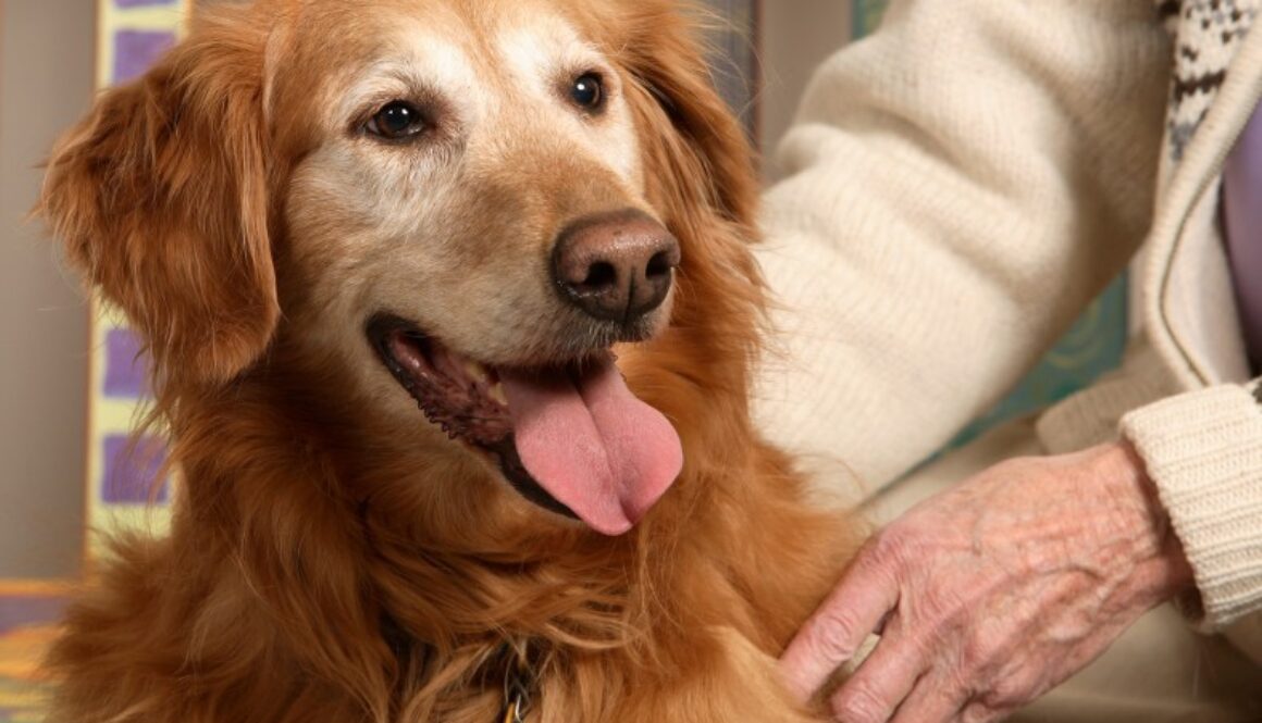 caring-for-senior-dogs