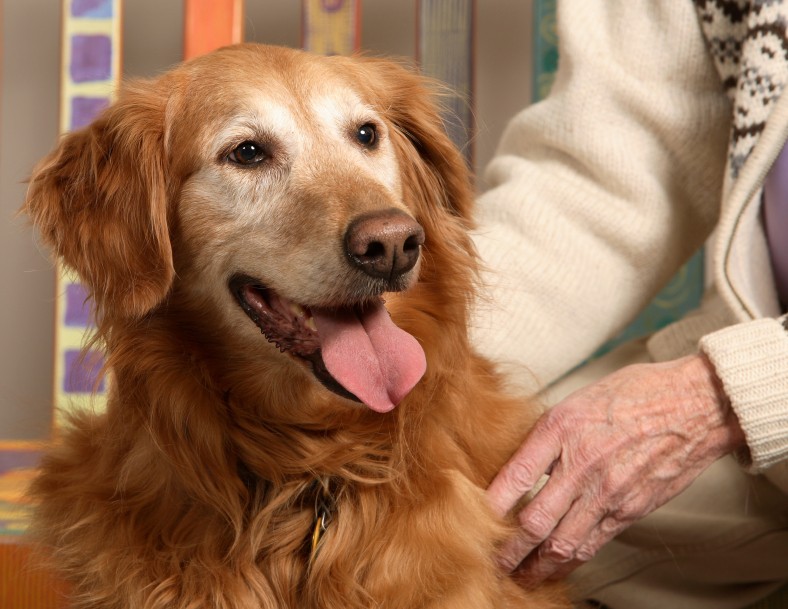 caring-for-senior-dogs