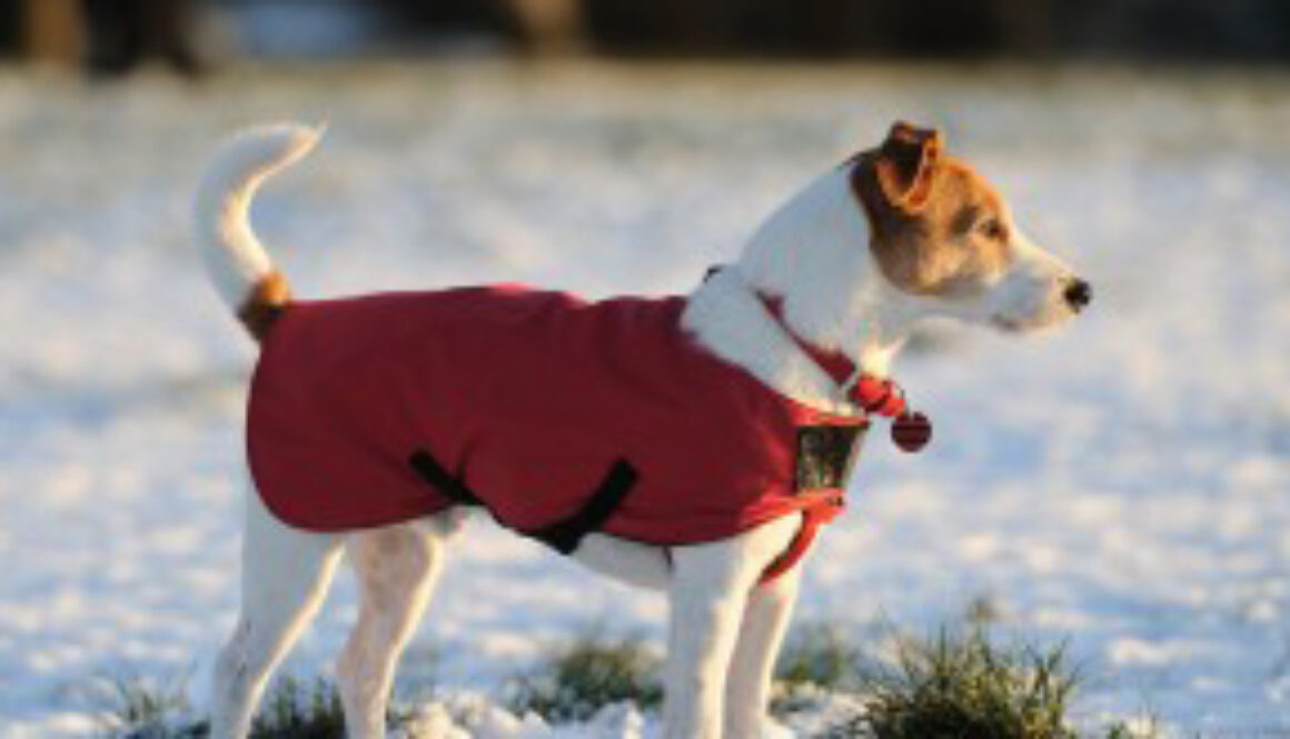 become-a-dog-trainer-dog-training-school