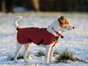 become-a-dog-trainer-dog-training-school