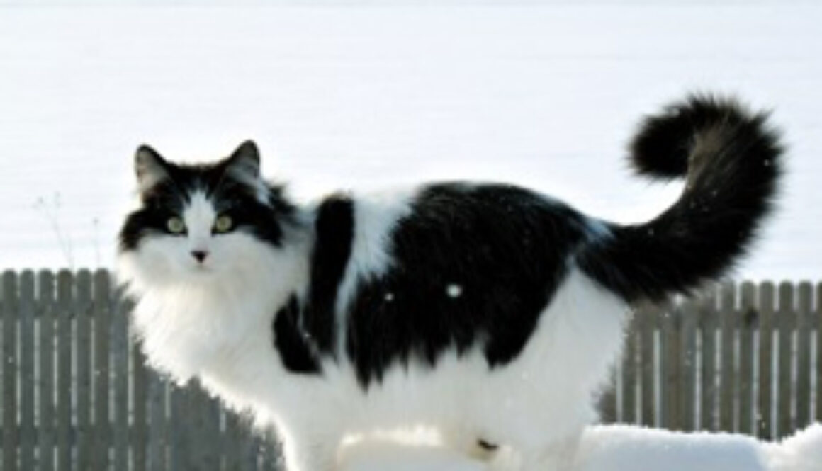 cat-plays-in-the-snow