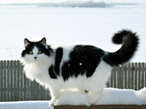 cat-plays-in-the-snow