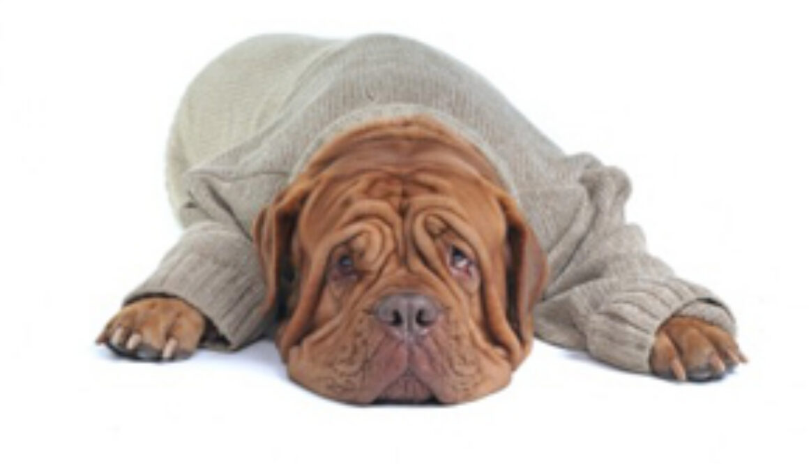 dog-article-info