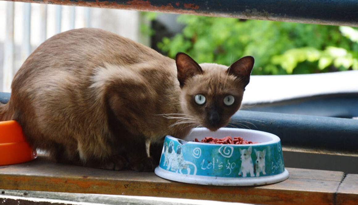 What to Know When Reading Cat Food Labels