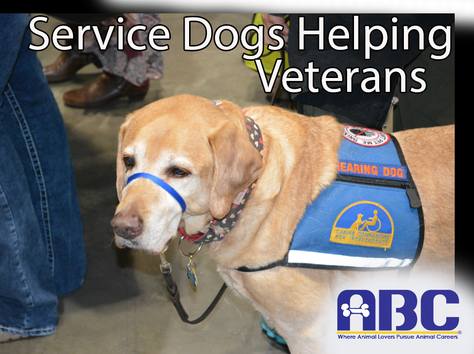service-dogs-helping-vets-with-ptsd