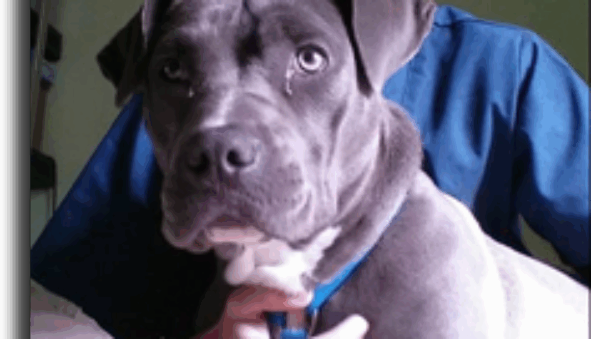 Veterinary-Assistant-Eduardo-Ochoa-Student-of-the-month