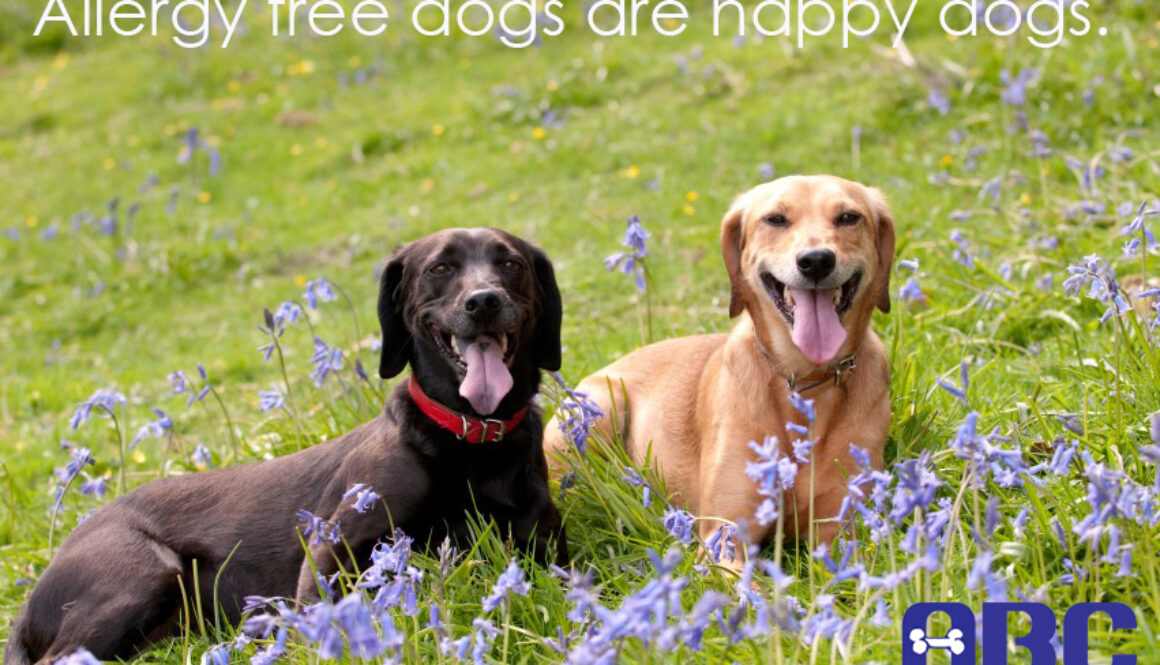 Skin Allergies in Dogs