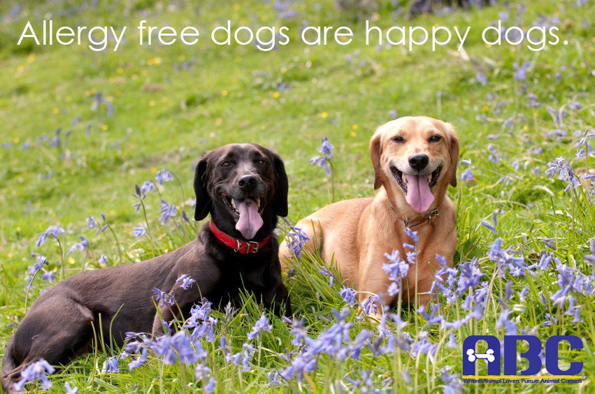 Skin Allergies in Dogs