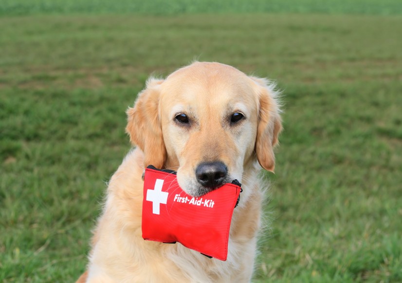 canine-first-aid