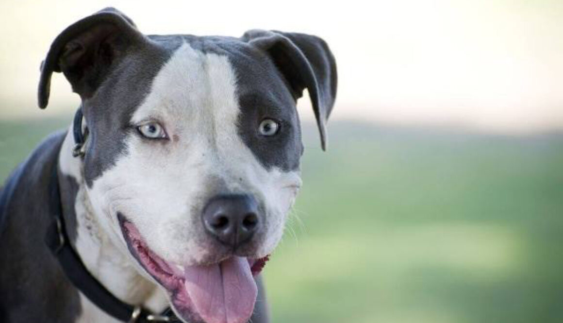 Heat Awareness Day 2014 - Pet Summer Safety Tips