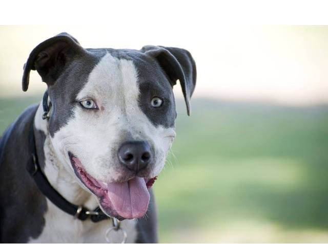 Heat Awareness Day 2014 - Pet Summer Safety Tips