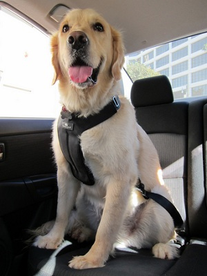 SleepyPodClickItHarness