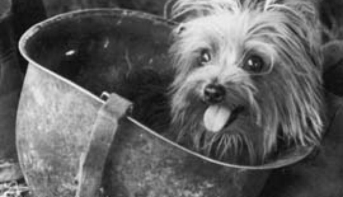 Smoky_dog_in_helmet
