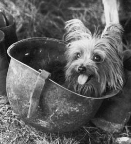 Smoky_dog_in_helmet
