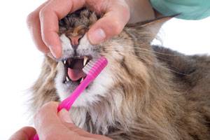 Brushing a Cat's Teeth