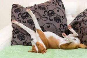 Dog Acting Weird