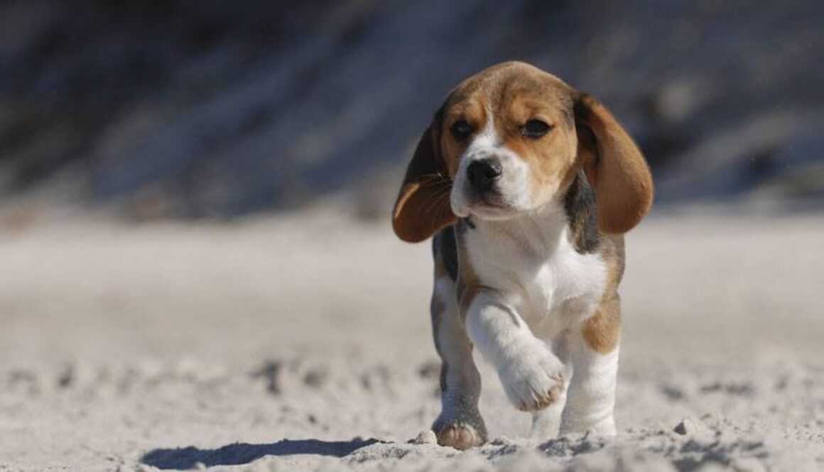 3 Stages of Puppy Development