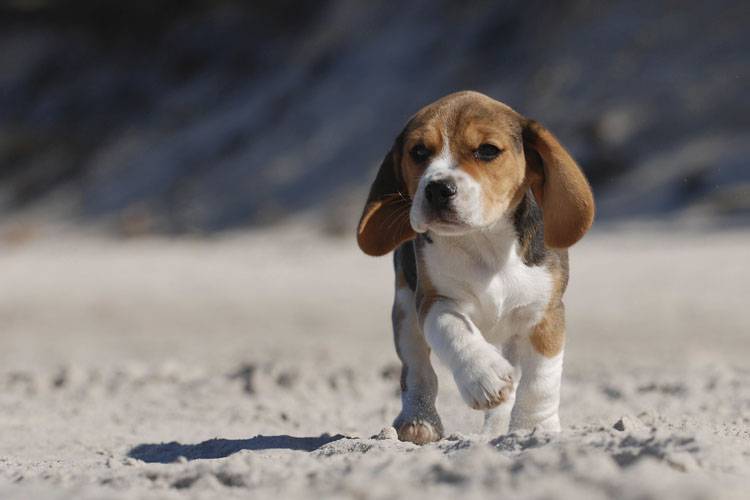 3 Stages of Puppy Development