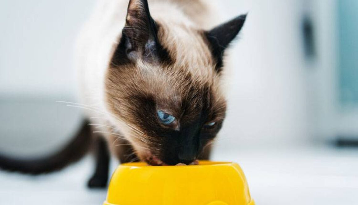 5 Foods Dangerous to Cats