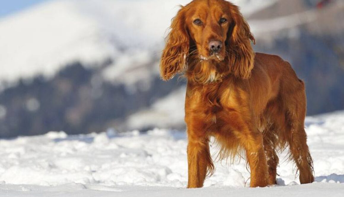 9 Ways to Prepare for Winter