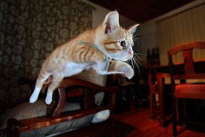 Flying Cat Flying Cat